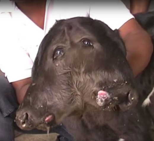 cow 1